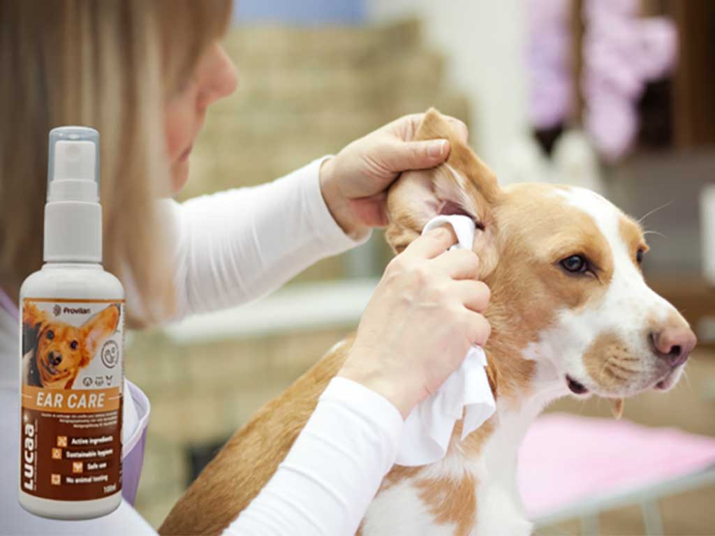 Dog having its ears cleaned with Lucaa Ear Care Spray