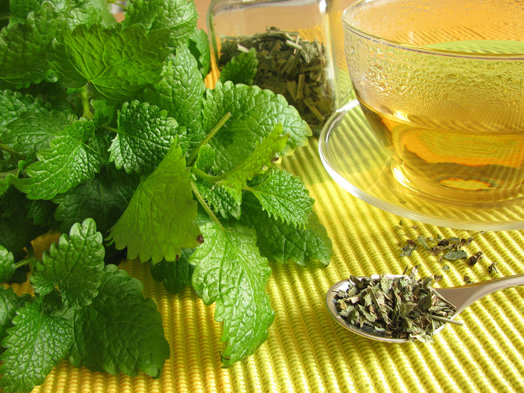 lemon balm 