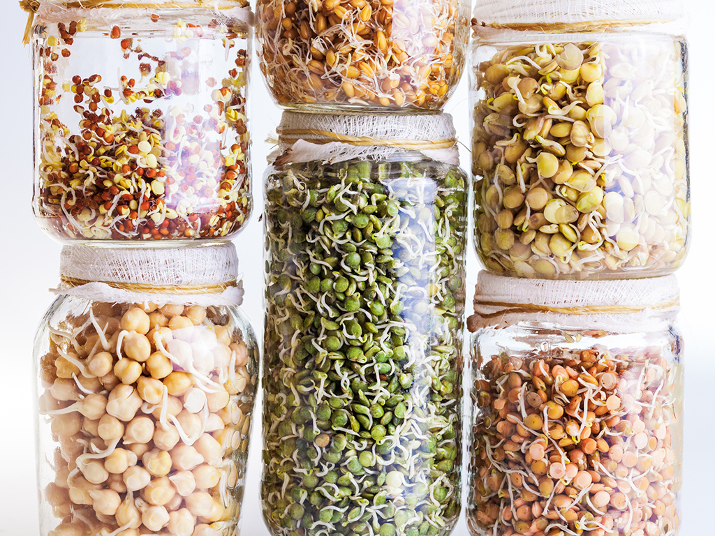A range of sprouted seeds