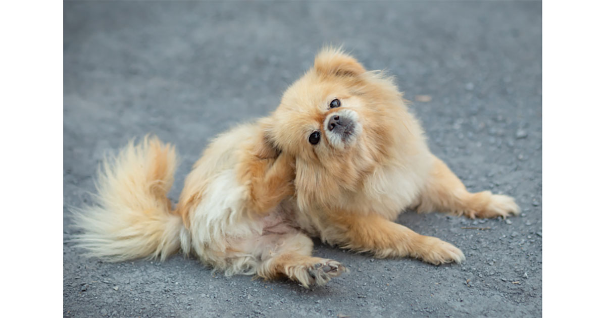 small dog scratching